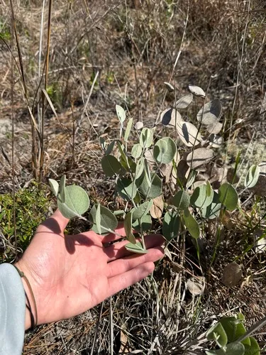 Cobwebby Wild Indigo