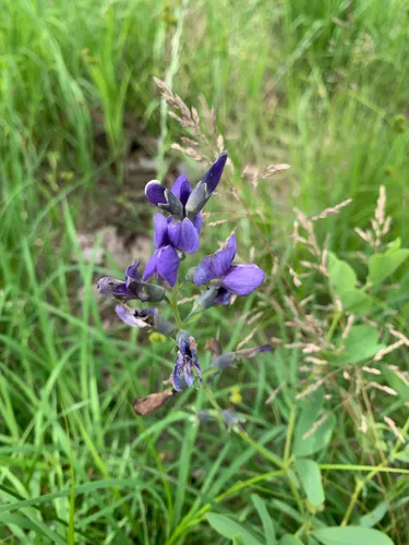 Blue Wild Indigo