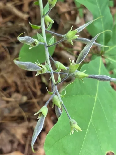 Longbract Wild Indigo (var. bracteata) — photo by tmuise