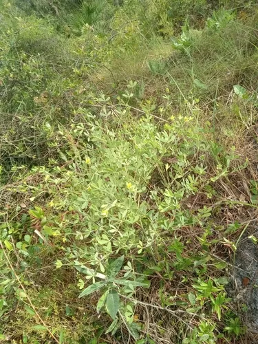 Florida Wild Indigo