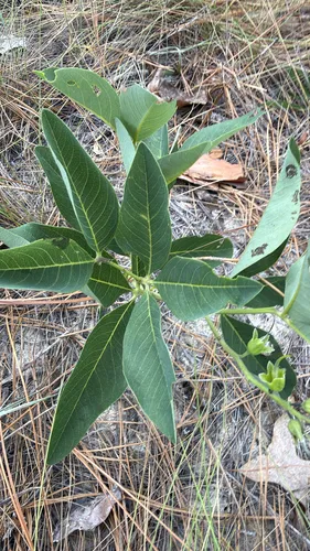 Grayhairy Wild Indigo