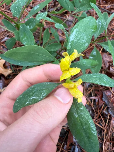 Gopherweed