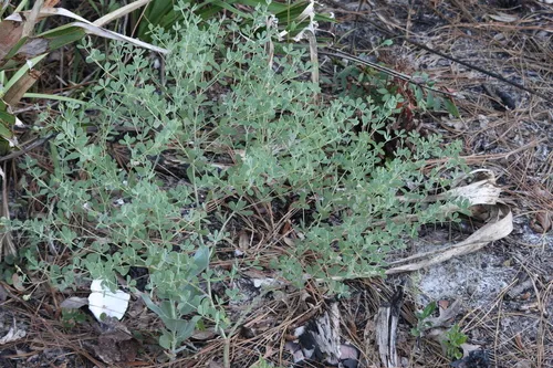 Pineland Wild Indigo — photo by LW Ridge