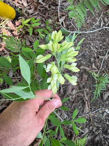 Apalachicola Wild Indigo