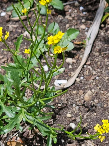 Early Yellowrocket — photo by Jose Alberto Torres