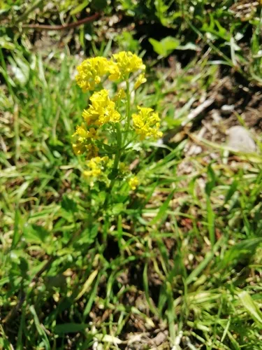 Garden Yellowrocket