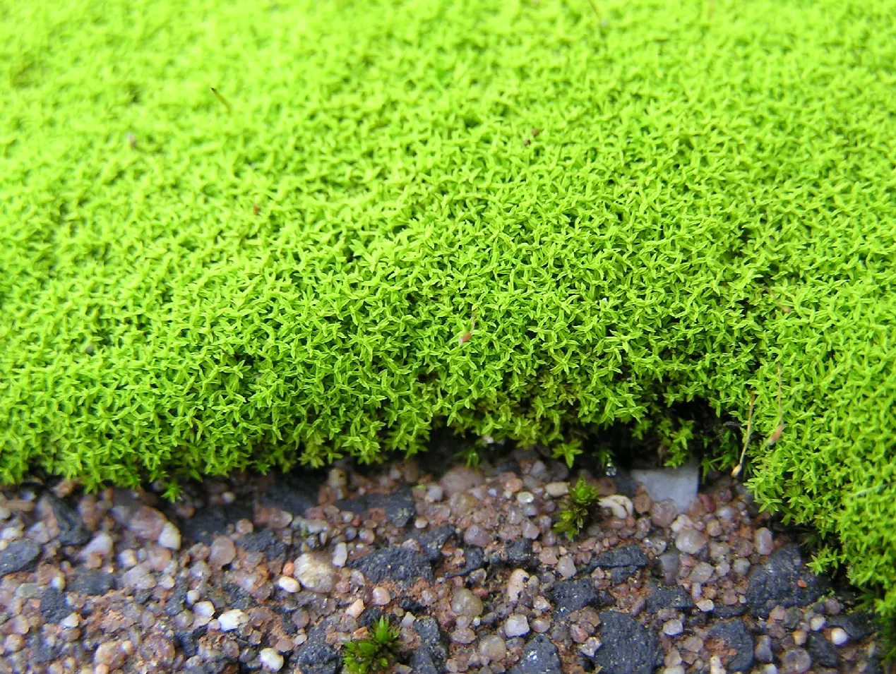 Convoluted Barbula Moss — photo by Michael Becker