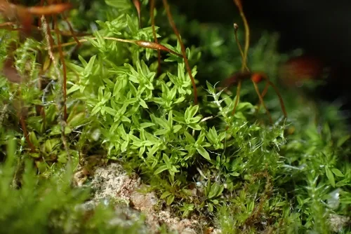 Barbula Moss