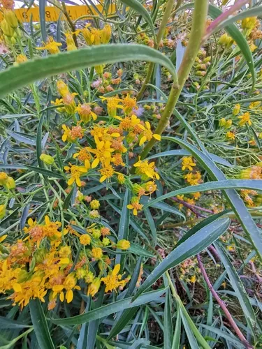 Willow Ragwort — photo by Ignacio Torres-García