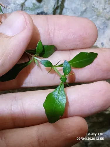 False Philippine Violet — photo by Dayron Breto