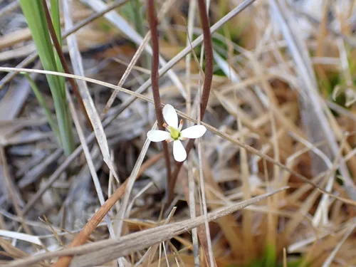 White Screwstem