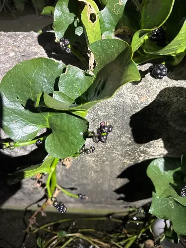Ceylon Spinach
