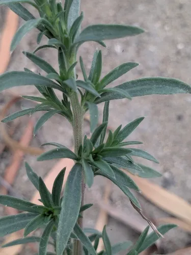 Fivehorn Smotherweed