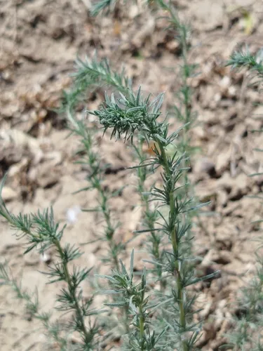 Forage Kochia