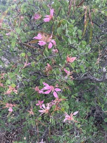 Texasplume