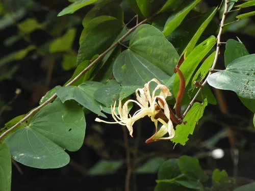 Petite Flamboyant Bauhinia