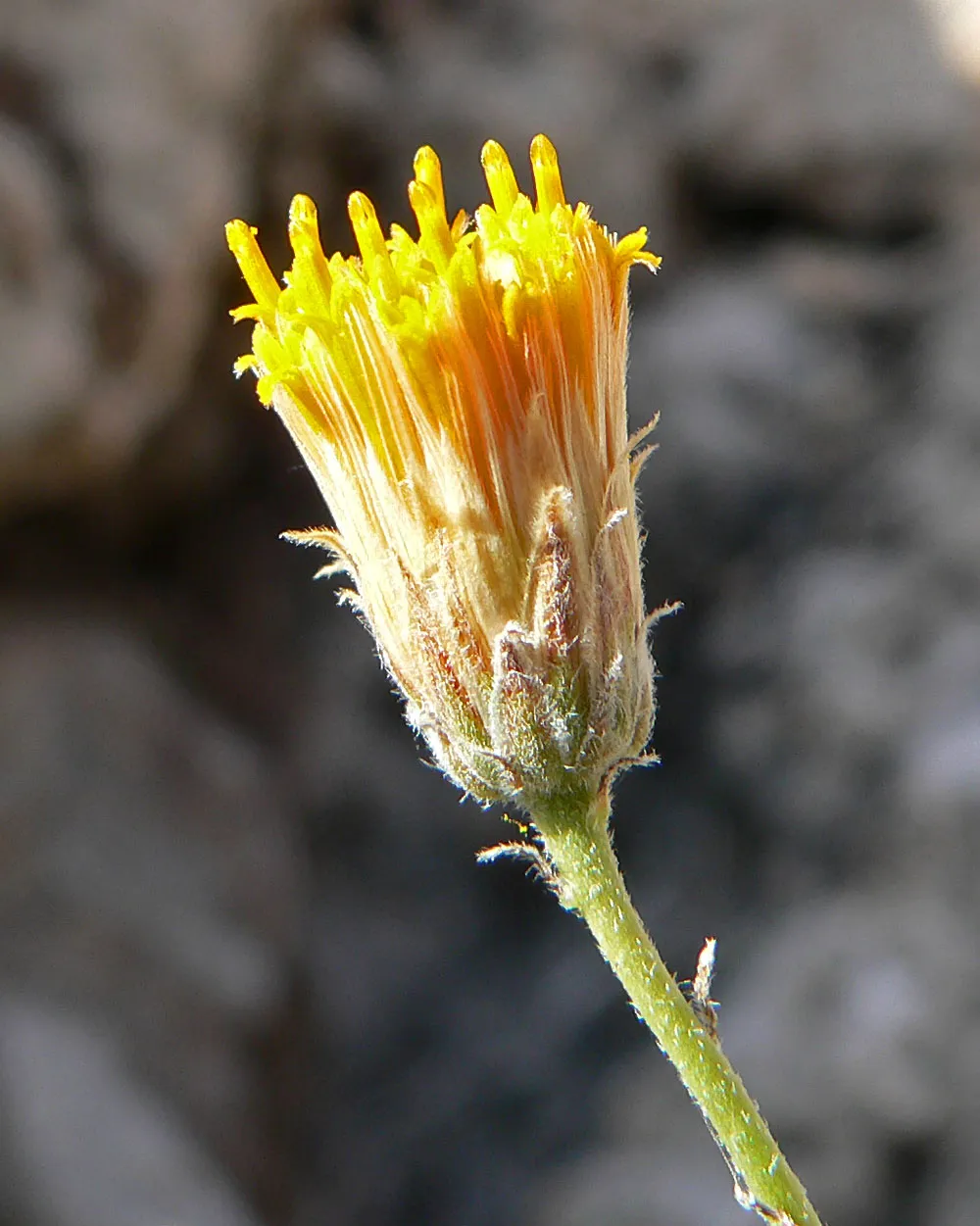 Sweetbush (var. aspera) — photo by Stan Shebs