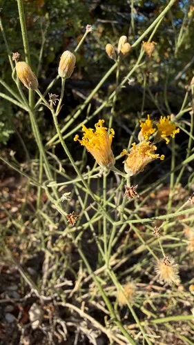Sweetbush — photo by soildisturber