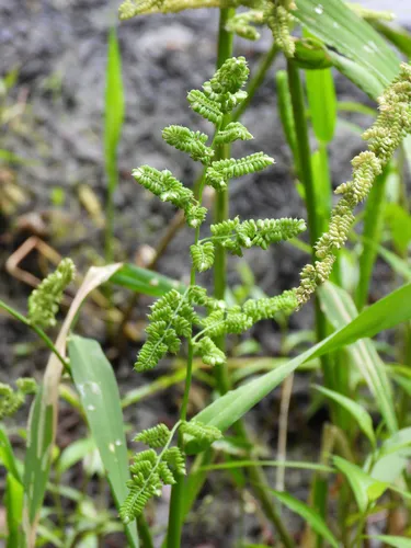 American Sloughgrass — photo by Chuangzao