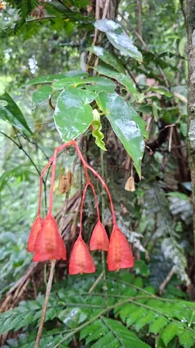 Scarlet Begonia