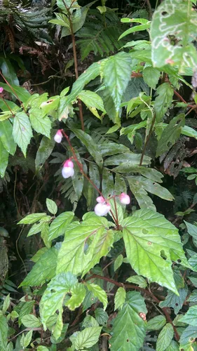 Native Begonia — photo by jadenmorin7