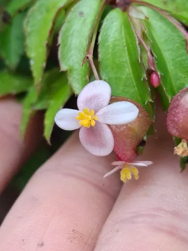 Fuchsia Begonia