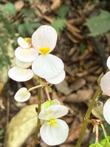 Starleaf Begonia