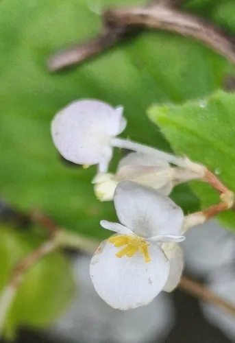 Brazilian Begonia