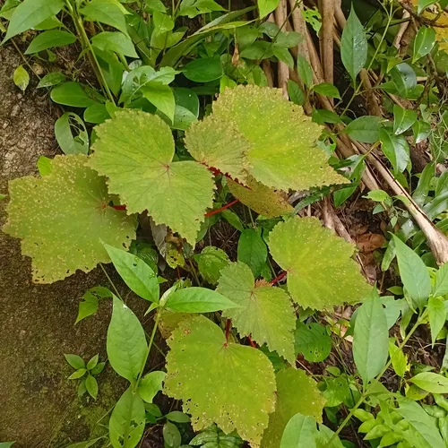 Grapeleaf Begonia