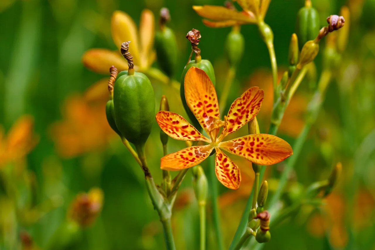 Blackberry Lily — photo by Tom Murphy VII