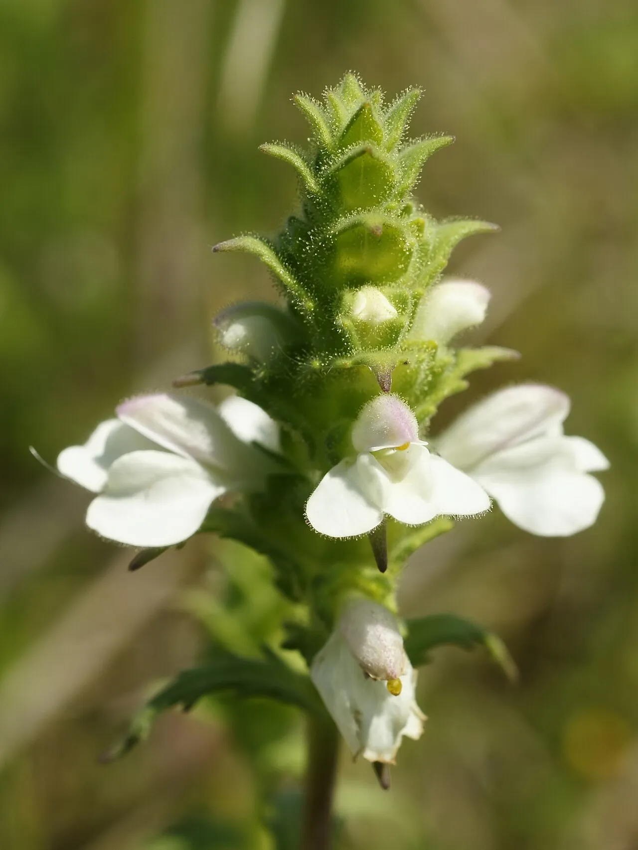 Mediterranean Lineseed — photo by Hans Hillewaert