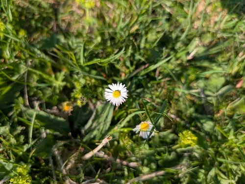 Lawndaisy — photo by Lukas Feichtmeier