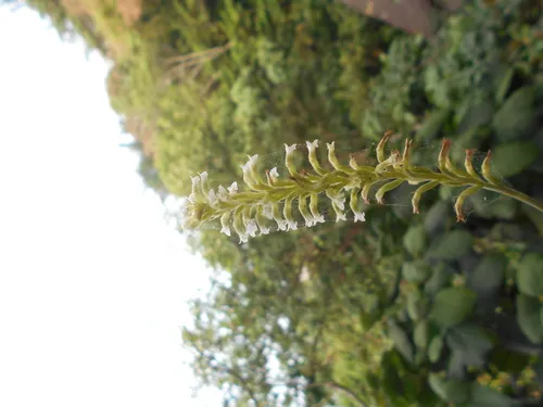 Costa Rican Lady's Tresses — photo by Gorostiza-Salazar