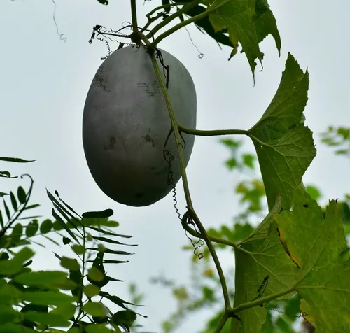 Waxgourd — photo by Satyaji Wibowo
