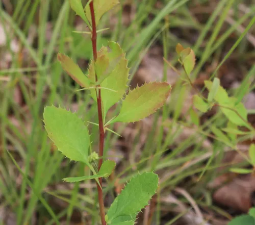 American Barberry