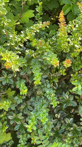 Darwin's Berberis — photo by Glass Box Diaries