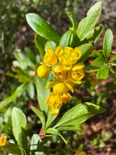 Colorado Barberry
