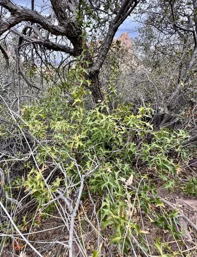 Harrison's Barberry