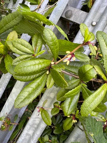Wintergreen Barberry — photo by inaturalist2023