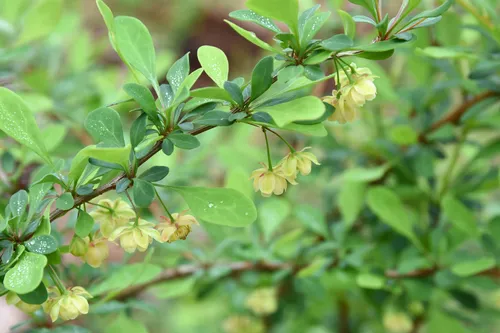 Japanese Barberry — photo by Mark Kluge