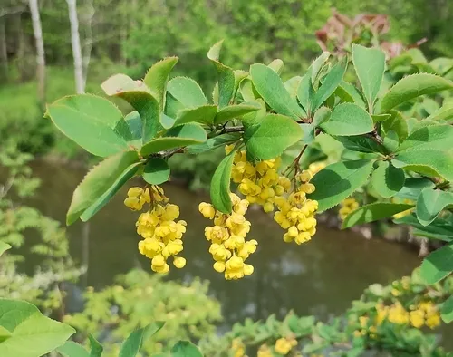 Common Barberry