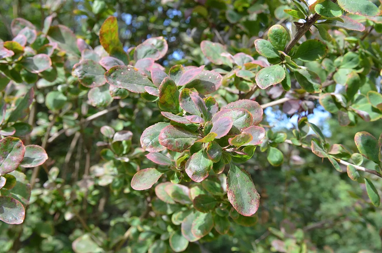 Barberry