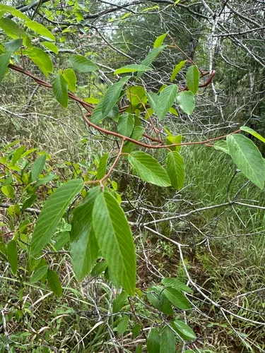 Alabama Supplejack