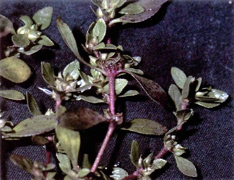 Texas Bergia — photo by Robert H. Mohlenbrock