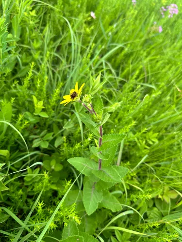 Texas Greeneyes