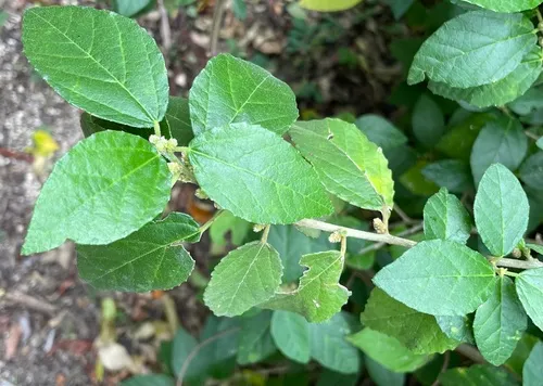 Caribbean Myrtlecroton