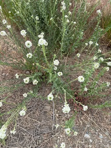 Hoary Alyssum