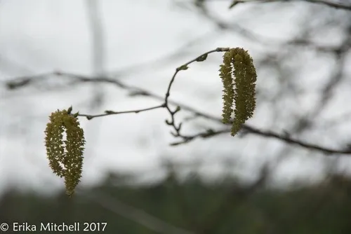 Yellow Birch