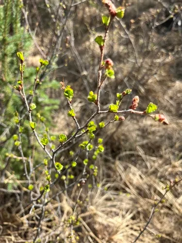 Resin Birch