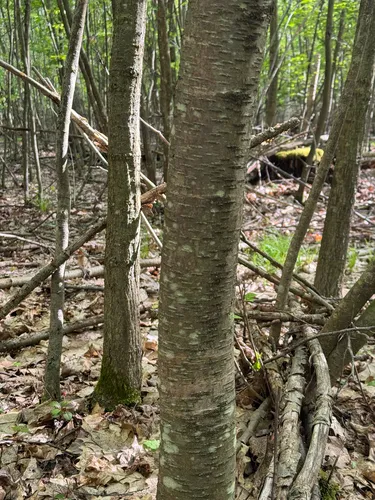Sweet Birch